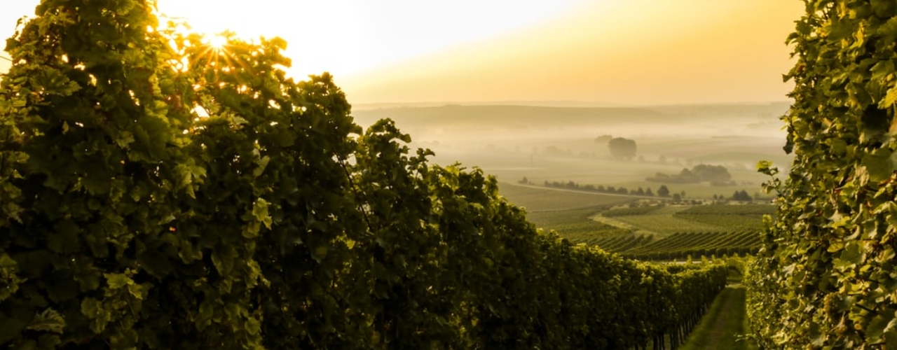 Beautiful green vineyard on a hill facing the sun