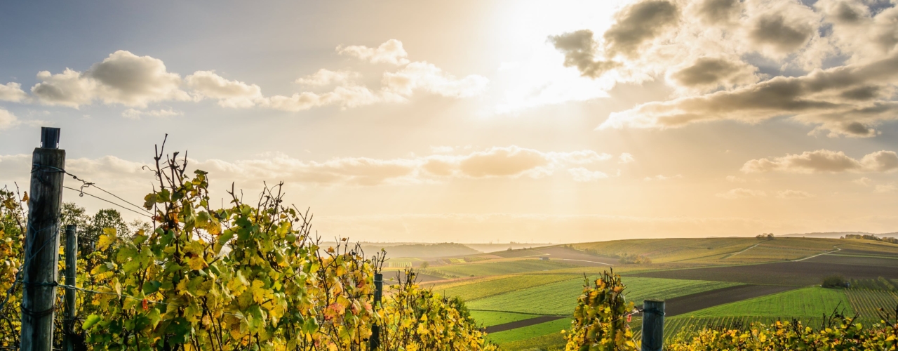 Yellow and green vineyard with golden sun in near distance