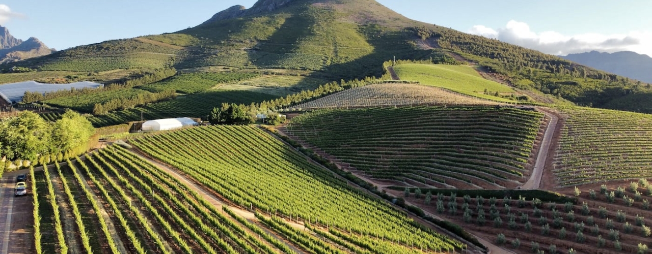 Vineyard on wine farm in South Africa with mountain in background